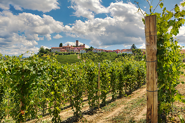 포토 JPG 해외이미지 식물 구름 유럽 여행 농업 하늘 휴가 풍경 사람없음 야외 여름 농장 여행객 마을 맑음 이탈리아 시골 땅 언덕 포도밭 포도나무 타운 산기슭 인기 피에몬테 해외202004 해외포토 자연요소 계절 나라 산업 밭 날씨 산 사람 도시 과일나무 파일형식 이미지허브