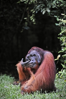 포토 JPG 해외이미지 동물 남자 감정 아시아 얼굴 야생동물 포유류 자연 종류 성인 사람없음 가로 갈색 표현 숲 열대우림 인도네시아 유인원 말레이시아 배려 인구 힘찬 해외202004 해외포토 나라 컬러 컨셉 사람 신체부위 생태계 파일형식 이미지허브