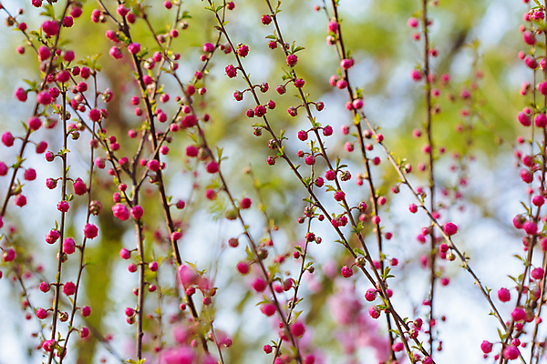 포토 JPG 해외이미지 나무 식물 계절 꽃잎 꽃 분홍색 백그라운드 잎 꽃무늬 오렌지 과일 자연 휴가 새로움 풍경 사람없음 장식 빨간색 초록색 태양 농장 우주 정원 맑음 봄 벚꽃 흰색 나뭇가지 개화 닫기 큼 과수원 연도 심볼 복숭아 자두 내추럴 고립 옛날 해외202004 해외포토 자연요소 컬러 컨셉 무늬 농업 모션 날씨 크기 생태계 파일형식 이미지허브