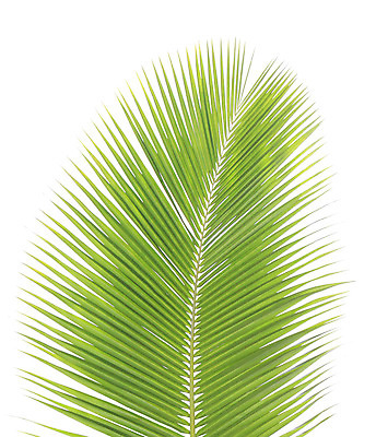 포토 JPG 해외이미지 나무 백그라운드 잎 손바닥 사람없음 초록색 나뭇가지 싱글 코코넛 고립 해외202004 해외포토 식물 손 컬러 과일 파일형식 이미지허브