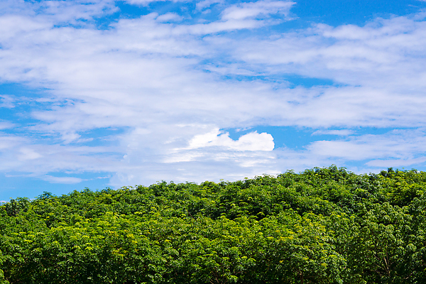 포토 JPG 해외이미지 나무 식물 구름 지구 백그라운드 잎 밭 자연 벽지 하늘 산 풍경 사람없음 야외 초록색 여름 파란색 정원 맑음 시골 신선 작음 해외202004 해외포토 자연요소 계절 컬러 농업 날씨 크기 생태계 파일형식 이미지허브