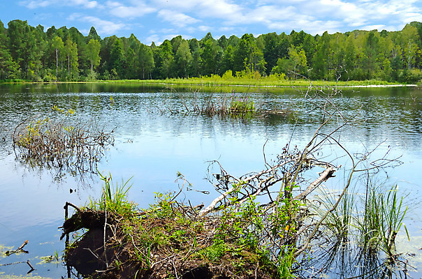 포토 JPG 해외이미지 나무 구름 호수 자연 하늘 풍경 사람없음 가로 초록색 물 여름 파란색 반사 침묵 변소 수평선 해외202004 해외포토 자연요소 식물 계절 컬러 소리 생태계 파일형식 이미지허브
