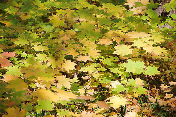 포토 JPG 해외이미지 나무 식물 디자인 계절 공원 백그라운드 컨셉 단풍 잎 캐나다 패턴 오렌지 자연 사람없음 야외 빨간색 갈색 노란색 줄무늬 활발 가을 흰색 나뭇가지 변화 황금 닫기 숲 질감 보케 모음 내추럴 엘리먼트 해외202004 해외포토 공공시설 컬러 북아메리카 무늬 과일 모션 한글 생태계 파일형식 이미지허브