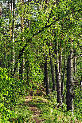 포토 JPG 해외이미지 나무 구름 꽃 지구 모래 잎 자연 하늘 날씨 휴식 건조 그림자 풍경 사람없음 목재 세로 초록색 여름 태양 갈색 침묵 나뭇가지 시골 소나무 숲 허브 즐거움 통나무 원뿔 생태학 해외202004 해외포토 자연요소 도형 식물 계절 교육 감정 컬러 컨셉 재료 소리 생태계 파일형식 이미지허브