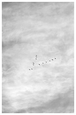 포토 JPG 해외이미지 동물 구름 실루엣 야생동물 백그라운드 이동 날개 모션 자연 조류 하늘 추상 함께함 미술 사람없음 야외 평화 검은색 희망 봄 회색 자유 덮개 흰색 비행 그룹 심볼 깃털 비둘기 까마귀 흐림 내추럴 동물상 무료 양발 우화 많음 미니멀리스트 해외202004 해외포토 자연요소 계절 감정 컬러 컨셉 무늬 날씨 문화예술 촬영기법 조형물 뚜껑 생태계 파일형식 이미지허브