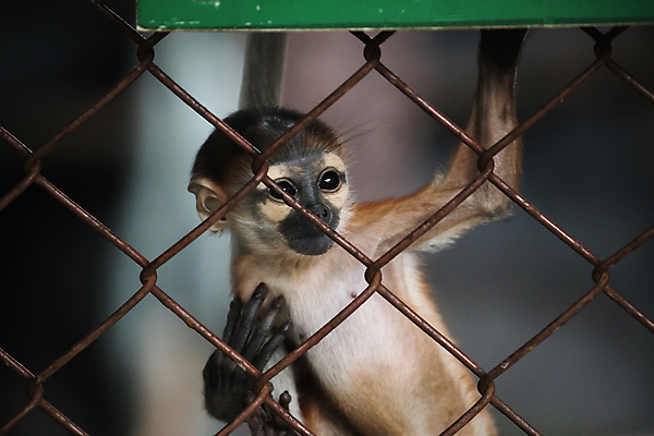 포토 JPG 해외이미지 동물 손 어린이 포유류 손가락 자연 추상 생물 털 동물원 사람없음 반려동물 어둠 터치 원숭이 잡기 못 보호 작음 가난 철 잠금 오르기 쇼 새장 팔 유인원 양발 철강 해외202004 해외포토 컨셉 무늬 모션 사람 신체부위 공구 크기 생태계 보안 케이지 파일형식 이미지허브