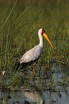 포토 JPG 해외이미지 동물 야생동물 아프리카 자연 조류 서기 사람없음 빨간색 초록색 물 노란색 흰색 습지 사파리 보츠와나 황새 해외202004 해외포토 자연요소 나라 컬러 모션 생태계 파일형식 이미지허브