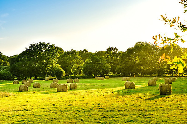 포토 JPG 해외이미지 식물 구름 유럽 산업 음식 여행 백그라운드 밭 농업 자연 건조 풍경 사람없음 여름 파란색 농장 농경지 노란색 쌓기 환경 일몰 프랑스 수확 시골 원형 황금 볏짚 먹이 낟알 땅 시리얼 밀 유기농 롤 패키지 뭉치 밀짚 유지 내추럴 밭일 작살 호밀 해외202004 해외포토 자연요소 도형 웰빙 계절 나라 컬러 모션 곡류 노을 짚 생태계 파일형식 이미지허브