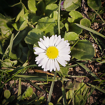 포토 JPG 해외이미지 식물 꽃 꽃다발 추상 사람없음 초록색 태양 정원 봄 성장 흰색 시골 데이지 해외202004 해외포토 자연요소 계절 컬러 무늬 파일형식 이미지허브