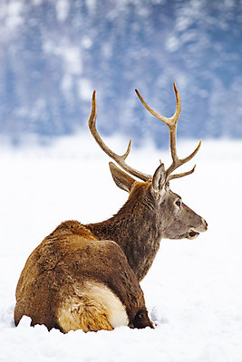 포토 JPG 해외이미지 나무 동물 응시 계절 남자 야생동물 크리스마스 겨울 밭 포유류 자연 사슴 새로움 뿔 풍경 사람없음 야외 파란색 냉동 추위 흰색 신선 소나무 황무지 선택 군중 숲 연도 사냥 침엽수 내추럴 경보 폭설 가문비나무 해외202004 해외포토 식물 시선 기념일 컬러 컨셉 농업 눈_날씨 사람 자연재해 생태계 파일형식 이미지허브