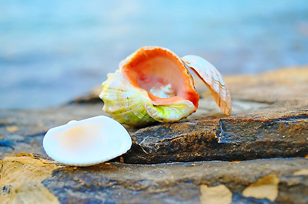 포토 JPG 해외이미지 구름 모래 파도 바다 여행 백그라운드 자연 하늘 휴가 조개 휴식 연체동물 해변 사람없음 야외 물 여름 파란색 햇빛 우주 맑음 침묵 껍질 바위 소라 오브젝트 태평양 석호 해외202004 해외포토 자연요소 계절 컬러 컨셉 날씨 어패류 무척추동물 태양 소리 돌_바위 생태계 파일형식 이미지허브