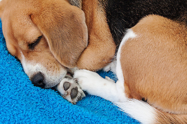 포토 JPG 해외이미지 동물 행복 휴식 사람없음 반려동물 갈색 머리 흰색 잠 개 강아지 비글 송곳니 해외202004 해외포토 감정 컬러 컨셉 포유류 신체부위 치아 파일형식 이미지허브