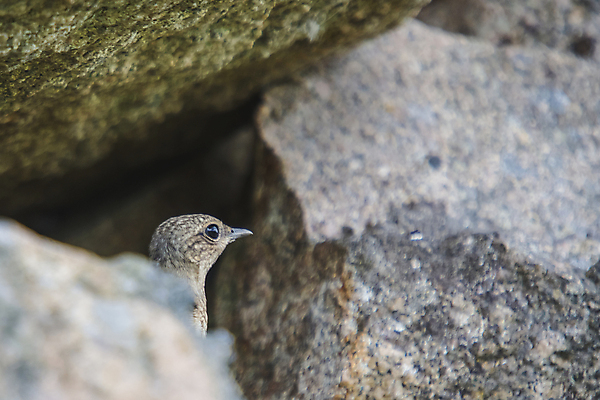 포토 JPG 해외이미지 동물 여자 유럽 야생동물 여행 자연 조류 노르웨이 사람없음 야외 흰색 둥지 깃털 네덜란드 부리 북쪽 서식지 해외202004 해외포토 나라 컬러 사람 방향 생태계 파일형식 이미지허브