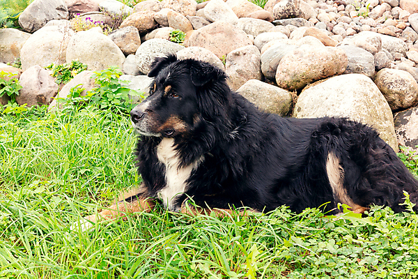포토 JPG 해외이미지 동물 응시 공원 행복 포유류 자연 털 건강 경비 잔디 사람없음 야외 반려동물 정원 검은색 우정 산책 양치기 개 큼 스위스 암초 송곳니 거짓말 기르기 동반자 베른 복종 유래 해외202004 해외포토 식물 직업 시선 공공시설 감정 유럽 컬러 휴식 안전 친구 치아 보호 크기 생태계 돌봄 파일형식 이미지허브
