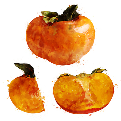 포토 JPG 해외이미지 과일 일러스트 감 사람없음 해외202004 해외포토 파일형식 이미지허브