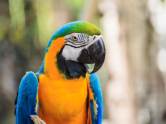 포토 JPG 해외이미지 동물 얼굴 야생동물 날개 자연 조류 미술 사람없음 파란색 반려동물 활발 표현 황금 깃털 만족 호기심 부리 앵무새 태평양 새장 멸종 솜털 잉꼬 해외202004 해외포토 감정 바다 컬러 컨셉 문화예술 신체부위 생태계 케이지 파일형식 이미지허브