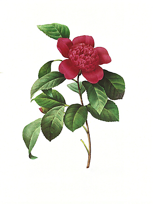 JPG 해외이미지 식물 꽃 꽃다발 일러스트 붓터치 수채화 사람없음 들꽃 그림 번짐 해외202004 해외일러스트 파일형식 효과 이미지허브