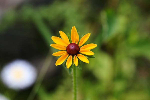포토 JPG 해외이미지 모양 식물 디자인 꽃잎 꽃 실루엣 백그라운드 잎 꽃무늬 패턴 곡선 일러스트 자연 추상 프레임 미술 사람없음 그래픽 장식 초록색 여름 봄 흰색 화려 우아함 묘사 오브젝트 질감 내추럴 빅토리아 해외202004 해외포토 계절 선 컬러 컨셉 무늬 문화예술 촬영기법 생태계 파일형식 이미지허브