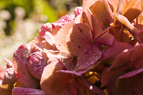 포토 JPG 해외이미지 식물 공원 꽃잎 꽃 백그라운드 꽃무늬 자연 사람없음 야외 빛 정원 봄 벚꽃 흰색 닫기 그늘 묘사 부드러움 파스텔톤 해외202004 해외포토 계절 공공시설 컬러 무늬 모션 감각 생태계 파일형식 이미지허브