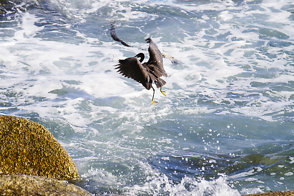 포토 JPG 해외이미지 동물 공원 호수 야생동물 여행 잎 날개 자연 조류 사람없음 야외 초록색 물 여름 평화 환경 흰색 연못 만 황무지 습지 큼 땅 왜가리 깃털 부리 캘리포니아 태평양 목 서식지 내추럴 단아함 동물상 생태학 해외202004 해외포토 자연요소 식물 계절 공공시설 교육 바다 컬러 컨셉 신체부위 조형물 미국 크기 생태계 파일형식 이미지허브