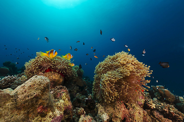 포토 JPG 해외이미지 식물 동물 모래 바다 백그라운드 자연 표면 어류 풍경 사람없음 물 파란색 컬러풀 햇빛 태양 바닷속 수중 광선 산호 아래 다이빙 장면 암초 깊이 소금물 아네모네 이국적 침몰 파라다이스 해외202004 해외포토 자연요소 꽃 컬러 수영 수중동물 자포동물 방향 생태계 위치 수중스포츠 파일형식 이미지허브