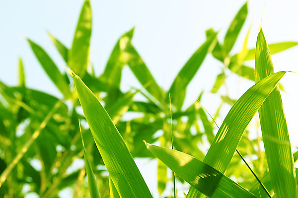 포토 JPG 해외이미지 식물 계절 꽃 줄기 백그라운드 잎 패턴 자연 휴식 사람없음 야외 장식 초록색 햇빛 봄 성장 신선 심볼 해외202004 해외포토 컬러 컨셉 무늬 태양 생태계 파일형식 이미지허브