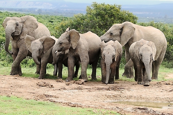 포토 JPG 해외이미지 동물 공원 야생동물 포유류 가족 아프리카 자연 코끼리 사람없음 가로 물 달리기 환경 회색 그룹 황무지 군중 큼 사파리 코 냄새 귀 남쪽 전국 해외202004 해외포토 자연요소 공공시설 나라 컬러 관계 모션 사람 신체부위 크기 방향 생태계 파일형식 이미지허브