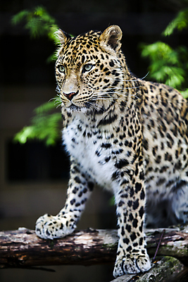 포토 JPG 해외이미지 주간 한마리 응시 야생동물 잎 자연 사람없음 야외 아웃포커스 나뭇가지 맹수 표범 해외202004 해외포토 자연요소 나무 식물 동물 1 시선 포유류 촬영기법 생태계 파일형식 이미지허브