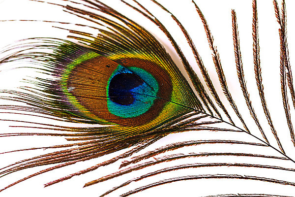 포토 JPG 해외이미지 동물 디자인 야생동물 백그라운드 패턴 자연 조류 추상 사람없음 장식 초록색 파란색 컬러풀 활발 흰색 우아함 공작 깃털 묘사 오브젝트 질감 꼬리 솜털 고립 이국적 터키석 해외202004 해외포토 컬러 컨셉 무늬 보석 생태계 파일형식 이미지허브