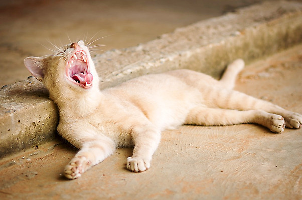 포토 JPG 해외이미지 동물 백그라운드 장난 자연 휴식 사람없음 고양이 가축 활발 회색 게임 오픈 입 닫기 치아 위험 큼 그늘 호기심 하품 내추럴 동물상 블러 주목 흥미 해외202004 해외포토 감정 컬러 컨셉 포유류 모션 놀이 신체부위 반려동물 조형물 소화기관 크기 생태계 생리현상 파일형식 이미지허브