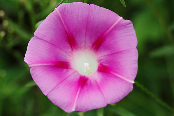 포토 JPG 해외이미지 식물 꽃잎 꽃 분홍색 꽃다발 꽃무늬 자연 사람 사람없음 빨간색 머리 봄 튤립 벚꽃 개화 우아함 확대 오브젝트 싱글 데이지 향기 꽃가루 캐모마일 해외202004 해외포토 계절 컬러 컨셉 무늬 신체부위 가루 허브 생태계 냄새 파일형식 이미지허브