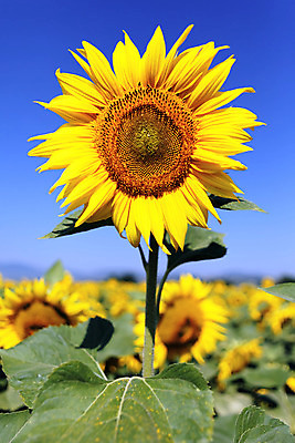 포토 JPG 해외이미지 잎 꽃밭 하늘 해바라기 사람없음 노란색 분위기 해외202004 해외포토 식물 꽃 컬러 컨셉 파일형식 이미지허브