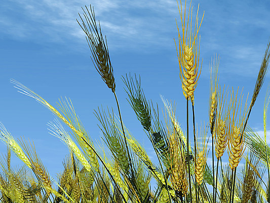 포토 JPG 해외이미지 백그라운드 농업 일러스트 하늘 사람없음 파란색 농작물 수확 황금 시리얼 밀 밭일 숙성 해외202004 해외포토 산업 음식 컬러 곡류 파일형식 이미지허브