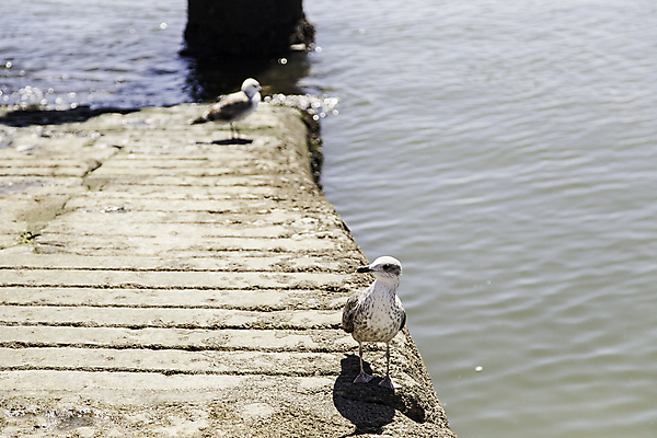 포토 JPG 해외이미지 동물 1 응시 야생동물 모래 바다 여행 백그라운드 날개 자연 갈매기 조류 하늘 미술 풍경 사람없음 야외 물 여름 파란색 맑음 회색 자유 수확 흰색 닫기 은색 깃털 부리 내추럴 무료 터키석 해외202004 해외포토 자연요소 시선 계절 컬러 컨셉 농업 모션 날씨 문화예술 보석 생태계 파일형식 이미지허브
