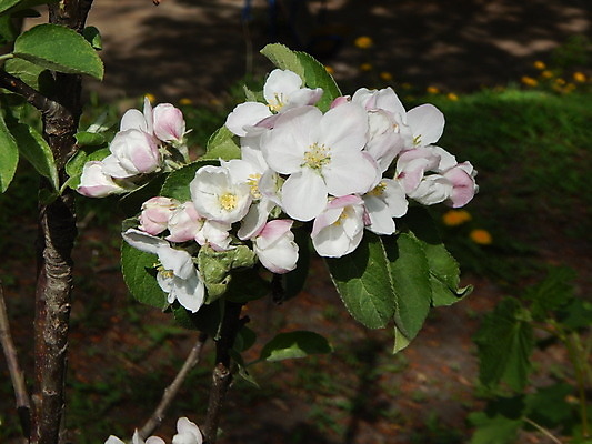 포토 JPG 해외이미지 나무 식물 꽃 백그라운드 자연 하늘 풍경 사람없음 빨간색 초록색 여름 파란색 빛 노란색 봄 벚꽃 흰색 체리 사과 타운 남쪽 보헤미아 옛날 해외202004 해외포토 계절 컬러 과일 도시 방향 생태계 파일형식 이미지허브