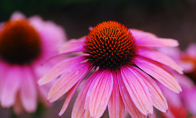 포토 JPG 해외이미지 식물 꽃잎 꽃 분홍색 자연 사람없음 컬러풀 정원 봄 개화 원뿔 해외202004 해외포토 도형 계절 컬러 생태계 파일형식 이미지허브