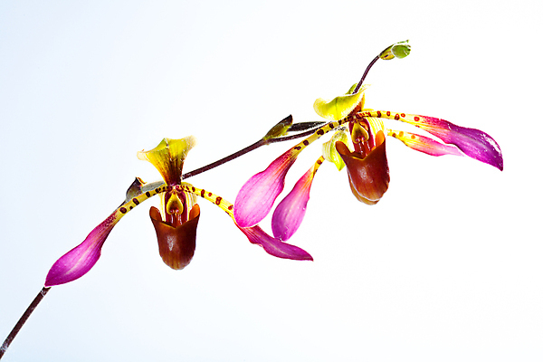 포토 JPG 해외이미지 식물 기념일 꽃잎 꽃 선 꽃다발 농업 자연 사랑 사람없음 장식 초록색 빛 정원 보라색 성장 벚꽃 가을 나뭇가지 화려 난초 우아함 묘사 유기농 원예 생물학 조경 대각선 내추럴 광합성 해외202004 해외포토 나무 웰빙 계절 교육 감정 산업 컬러 컨셉 이벤트 취미 생태계 파일형식 이미지허브