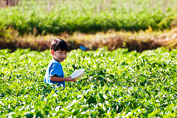 포토 JPG 해외이미지 식물 문화 음식 밭 농업 채소 자연 고추 씨앗 한명 풍경 초록색 농장 흙 손상 시장 농부 땅 유기농 원예 시스템 후추 성분 거름 깨짐 밭일 수유 해외202004 해외포토 직업 1 웰빙 산업 컬러 컨셉 사람 취미 향신료 생태계 파일형식 이미지허브