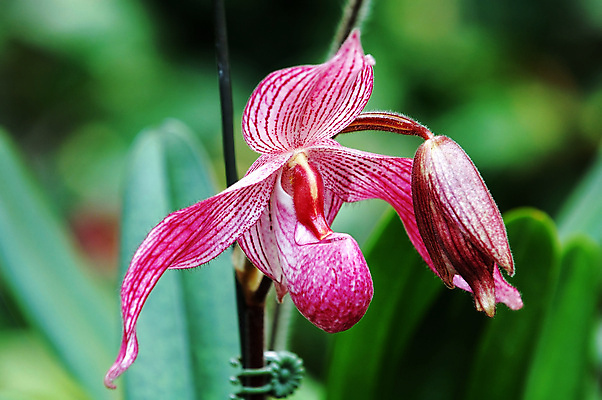 포토 JPG 해외이미지 식물 꽃잎 꽃 줄기 분홍색 잎 자연 슬리퍼 사람없음 장식 초록색 정원 줄무늬 벚꽃 난초 허브 생태계 원예 생물학 향기 냄새 호접란 내추럴 마카오 생태학 온실 해외202004 해외포토 교육 컬러 신발 무늬 취미 파일형식 이미지허브
