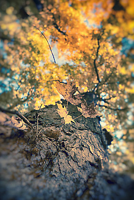 포토 JPG 해외이미지 나무 식물 계절 공원 백그라운드 단풍 잎 캐나다 패턴 오렌지 자연 하늘 추상 사람없음 야외 빨간색 컬러풀 갈색 노란색 환경 활발 가을 나뭇가지 시골 황금 숲 각도 10월 내추럴 해외202004 해외포토 공공시설 컬러 컨셉 북아메리카 무늬 과일 날짜 생태계 파일형식 이미지허브