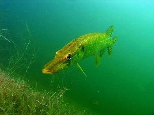 포토 JPG 해외이미지 식물 동물 야생동물 잎 자연 어류 사람없음 초록색 물 여름 사진촬영 수중 스노클링 잠수함 동물상 민물 해외202004 해외포토 자연요소 계절 컬러 조형물 촬영 수중동물 수상스포츠 생태계 파일형식 이미지허브