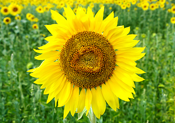 포토 JPG 해외이미지 식물 계절 꽃잎 꽃 분홍색 백그라운드 꽃무늬 밭 농업 자연 하늘 해바라기 씨앗 풍경 사람없음 야외 초록색 여름 컬러풀 햇빛 태양 농장 노란색 평화 정원 맑음 화목 성장 벚꽃 광선 시골 원형 개화 황금 닫기 유기농 매움 꽃가루 내추럴 밭일 핵심 해외202004 해외포토 자연요소 도형 웰빙 산업 컬러 컨셉 무늬 모션 날씨 맛 가루 생태계 파일형식 이미지허브