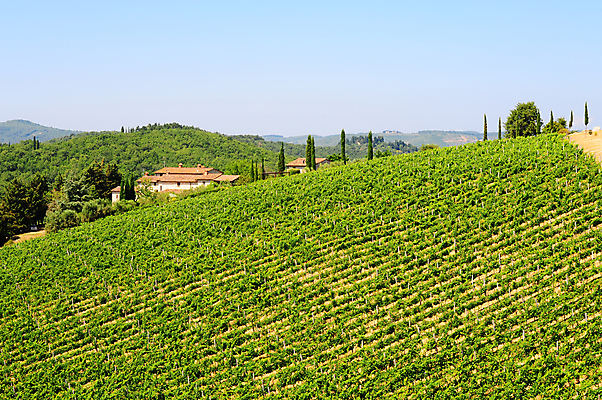 포토 JPG 해외이미지 나무 식물 구름 유럽 선 여행 패턴 밭 농업 과일 자연 하늘 포도 산 주택 풍경 사람없음 초록색 여름 농가 농장 와인 정원 계곡 이탈리아 수확 성장 시골 숲 만취 빌라 맨션 타일 언덕 올리브 포도밭 포도나무 땅바닥 양조장 줄서기 토스카나 해외202004 해외포토 자연요소 계절 열매 나라 산업 컬러 무늬 모션 바닥 주류 건물 과일나무 생태계 술취함 파일형식 이미지허브