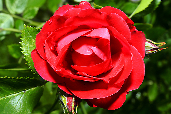 포토 JPG 해외이미지 식물 디자인 기념일 꽃잎 꽃 꽃다발 결혼 백그라운드 잎 꽃무늬 패턴 자연 결혼식 휴가 기념 발렌타인데이 선물 사랑 사람없음 장식 빨간색 여름 장미 정원 축제 벚꽃 흰색 축하 신선 생일 다발 심볼 질감 복고 열정 부드러움 내추럴 해외202004 해외포토 계절 감정 컬러 컨셉 무늬 데이이벤트 이벤트 감각 생태계 파일형식 이미지허브