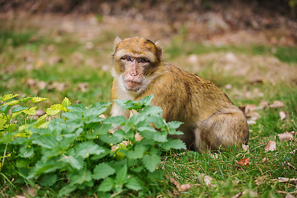 포토 JPG 해외이미지 나무 동물 응시 공원 행복 유럽 얼굴 야생동물 포유류 자연 휴식 털 동물원 앉기 사람없음 야외 초록색 갈색 머리 나뭇가지 원숭이 숲 꼬리 유인원 내추럴 해외202004 해외포토 식물 시선 공공시설 감정 나라 컬러 컨셉 모션 신체부위 생태계 파일형식 이미지허브