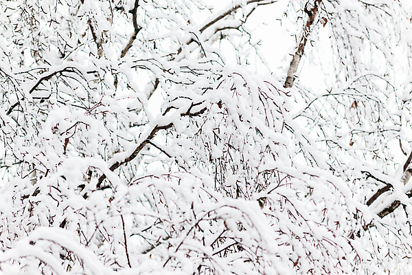포토 JPG 해외이미지 나무 식물 계절 공원 백그라운드 크리스마스 겨울 자연 하늘 아침 날씨 휴가 새로움 풍경 사람없음 야외 목재 파란색 태양 환경 맑음 냉동 얼음 추위 흰색 나뭇가지 신선 닫기 숲 12월 서리 장면 자작나무 1월 내추럴 폭설 눈내림 해외202004 해외포토 주간 자연요소 공공시설 기념일 컬러 컨셉 재료 모션 눈_날씨 날짜 자연재해 생태계 파일형식 이미지허브
