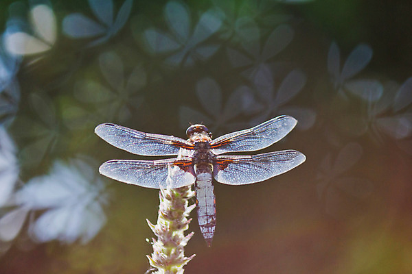 포토 JPG 해외이미지 식물 동물 계절 공원 꽃 야생동물 곤충 백그라운드 날개 자연 날씨 연꽃 서기 사람없음 야외 빨간색 초록색 햇빛 노란색 정원 봄 나뭇가지 잠자리 만족 보케 해외202004 해외포토 나무 공공시설 감정 컬러 모션 태양 생태계 파일형식 이미지허브