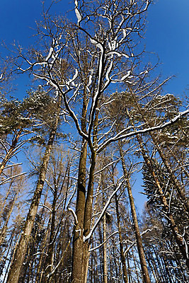 포토 JPG 해외이미지 나무 식물 계절 백그라운드 겨울 자연 날씨 풍경 사람없음 야외 빛 햇빛 냉동 얼음 추위 흰색 나뭇가지 시골 신선 숲 큼 서리 장면 눈보라 벌거벗은 제설기 눈내림 해외202004 해외포토 자연요소 컬러 눈_날씨 태양 크기 생태계 제설 파일형식 이미지허브