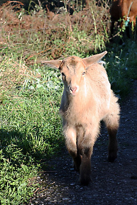 포토 JPG 해외이미지 동물 행복 얼굴 어린이 음식 백그라운드 밭 농업 비즈니스 포유류 자연 염소 생물 털 성인 사람없음 야외 초록색 반려동물 농장 봄 흰색 시골 아기 농부 작음 먹이 양고기 동물상 밭일 찰과상 해외202004 해외포토 직업 계절 감정 산업 컬러 육류 사람 신체부위 조형물 상처 크기 생태계 파일형식 이미지허브