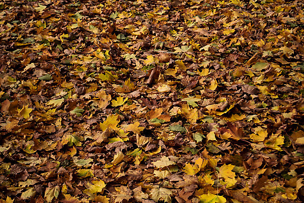 포토 JPG 해외이미지 나무 계절 공원 백그라운드 잎 패턴 오렌지 자연 사람없음 야외 빨간색 컬러풀 갈색 노란색 정원 가을 황금 숲 9월 11월 질감 10월 땅바닥 해외202004 해외포토 식물 공공시설 컬러 무늬 과일 바닥 날짜 생태계 파일형식 이미지허브